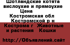Шотландские котята -вислоухие и прямоухие  › Цена ­ 2 000 - Костромская обл., Костромской р-н, Кострома г. Животные и растения » Кошки   